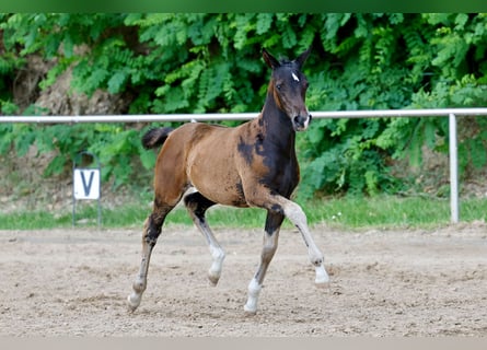 Duitse rijpony, Merrie, Veulen (04/2026), Donkerbruin