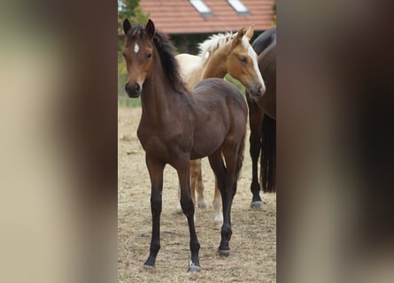 Duitse rijpony, Merrie, Veulen (05/2026), Donkerbruin