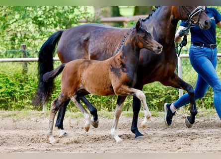 Duitse rijpony, Merrie, Veulen (01/2026)
