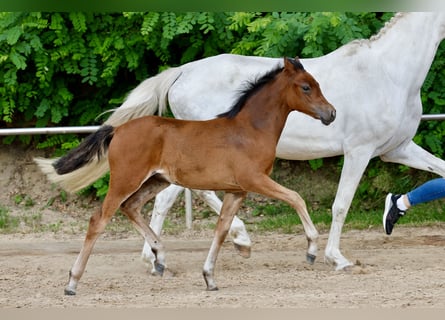 Duitse rijpony, Merrie, Veulen (03/2026), Schimmel