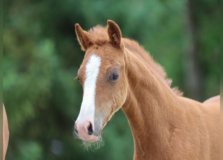 Duitse rijpony, Merrie, veulen (04/2024), Vos