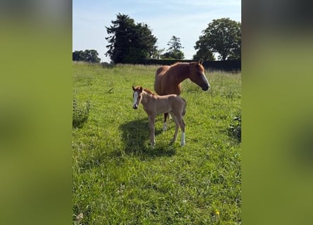 Duitse rijpony, Merrie, Veulen (05/2025), Vos