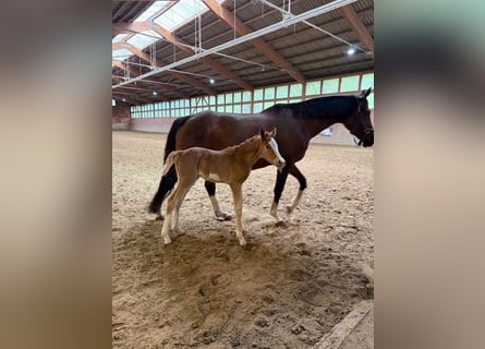 Duitse rijpony, Merrie, Veulen (04/2025), Vos
