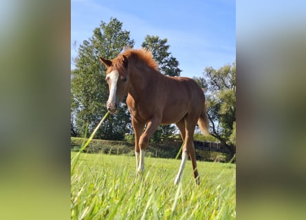 Duitse rijpony, Merrie, Veulen (04/2025), Vos