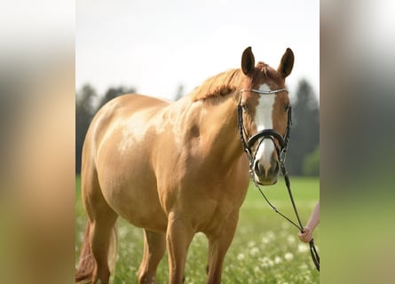 Duitse rijpony, Onbekend, 14 Jaar, 148 cm, Vos