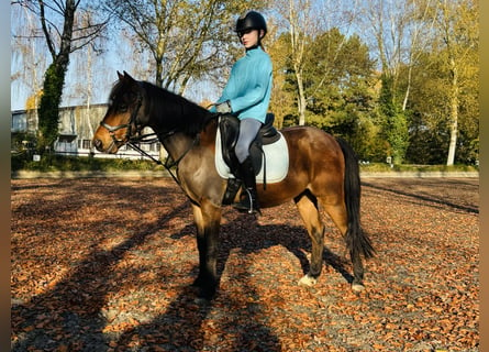 Duitse rijpony, Ruin, 10 Jaar, 135 cm, Donkere-vos