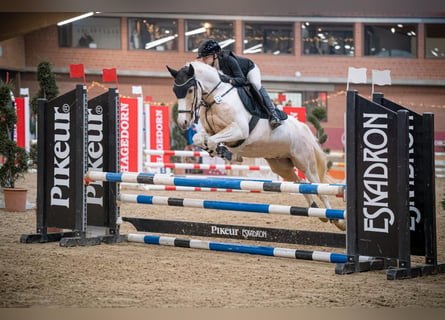 Duitse rijpony, Ruin, 10 Jaar, 144 cm, Palomino
