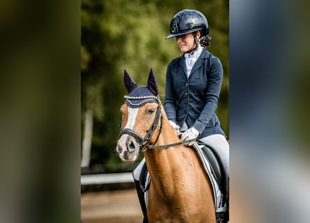 Duitse rijpony, Ruin, 10 Jaar, 146 cm, Falbe