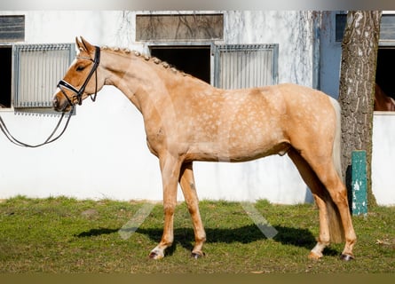 Duitse rijpony, Ruin, 10 Jaar, 147 cm, Palomino