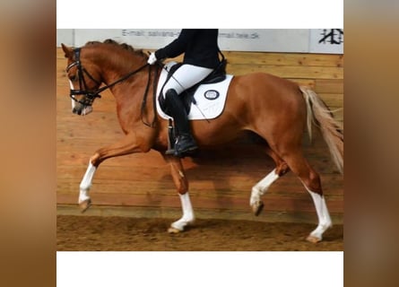 Duitse rijpony, Ruin, 10 Jaar, 147 cm, Vos