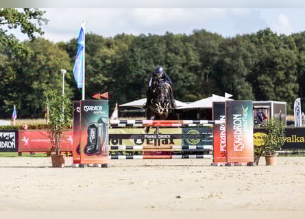 Duitse rijpony, Ruin, 10 Jaar, 147 cm, Zwart