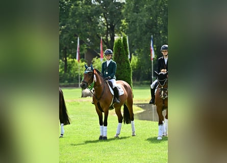 Duitse rijpony, Ruin, 10 Jaar, 148 cm, Bruin