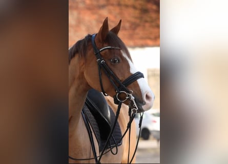 Duitse rijpony, Ruin, 10 Jaar, 148 cm, Vos