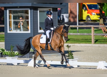 Duitse rijpony, Ruin, 10 Jaar, 149 cm, Falbe