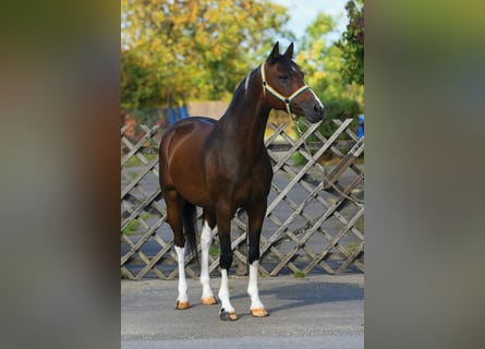 Duitse rijpony, Ruin, 10 Jaar, 150 cm, Bruin