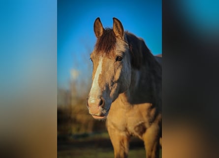 Duitse rijpony, Ruin, 10 Jaar, 156 cm, Buckskin