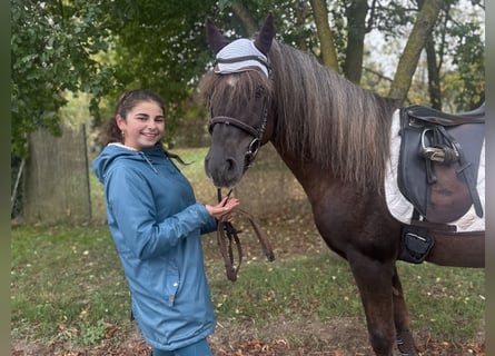 Duitse rijpony Mix, Ruin, 10 Jaar, Donkere-vos