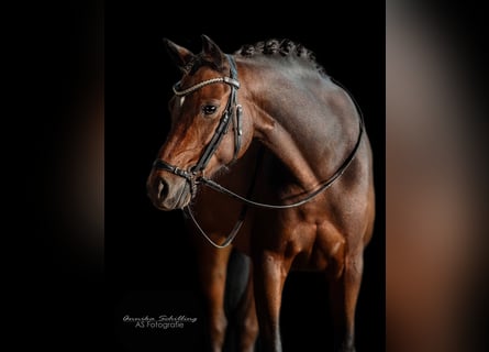 Deutsches Reitpony, Wallach, 11 Jahre, 140 cm, Dunkelbrauner