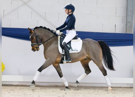 Duitse rijpony, Ruin, 11 Jaar, 141 cm, Bruin