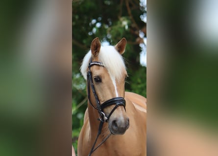 Duitse rijpony, Ruin, 11 Jaar, 145 cm, Palomino