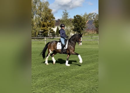 Duitse rijpony, Ruin, 11 Jaar, 147 cm, Bruin