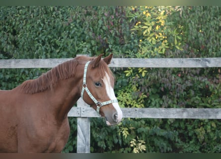 Duitse rijpony, Ruin, 11 Jaar, 147 cm, Vos