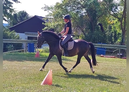 Duitse rijpony, Ruin, 11 Jaar, 147 cm, Zwartbruin
