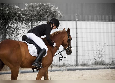 Duitse rijpony, Ruin, 11 Jaar, 148 cm, Donkere-vos