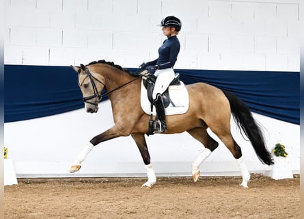 Duitse rijpony, Ruin, 11 Jaar, 148 cm, Falbe