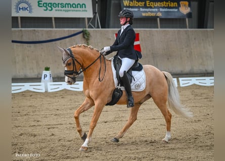 Duitse rijpony, Ruin, 11 Jaar, 148 cm, Palomino