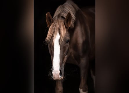 Duitse rijpony, Ruin, 11 Jaar, 151 cm, Donkere-vos