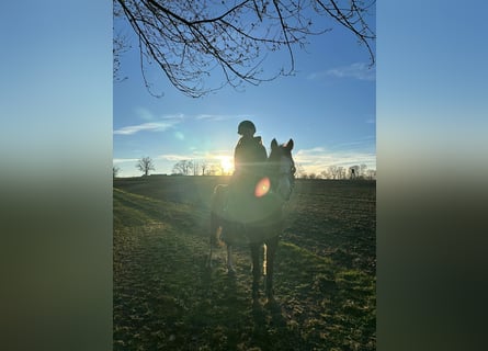 Duitse rijpony, Ruin, 12 Jaar, 137 cm, Vos