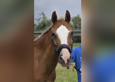 Duitse rijpony, Ruin, 12 Jaar, 143 cm, Vos