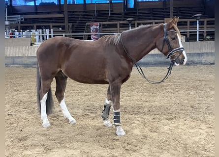 Duitse rijpony, Ruin, 12 Jaar, 151 cm, Donkere-vos