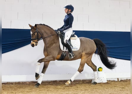 Duitse rijpony, Ruin, 12 Jaar, Falbe