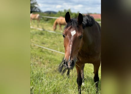 Duitse rijpony, Ruin, 13 Jaar, 147 cm, Bruin