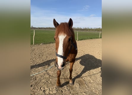 Duitse rijpony, Ruin, 13 Jaar, 147 cm, Vos