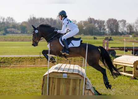 Duitse rijpony, Ruin, 13 Jaar, 148 cm, Bruin