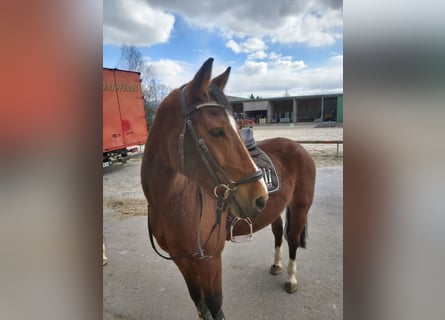 Duitse rijpony, Ruin, 13 Jaar, 148 cm, Bruin