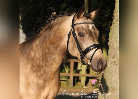 Duitse rijpony, Ruin, 13 Jaar, 148 cm, Falbe