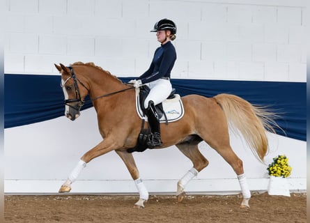 Duitse rijpony, Ruin, 13 Jaar, 149 cm, Vos