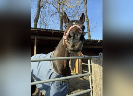 Duitse rijpony, Ruin, 13 Jaar, 150 cm, Donkerbruin