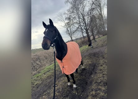 Duitse rijpony, Ruin, 13 Jaar, 150 cm, Donkerbruin