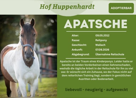 Duitse rijpony Mix, Ruin, 14 Jaar, 142 cm, Gevlekt-paard