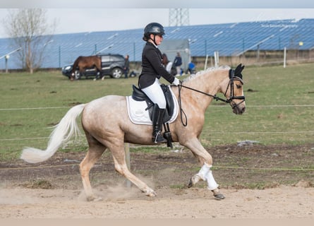 Duitse rijpony, Ruin, 14 Jaar, 144 cm, Palomino