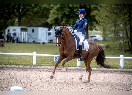 Duitse rijpony, Ruin, 14 Jaar, 148 cm, Donkere-vos