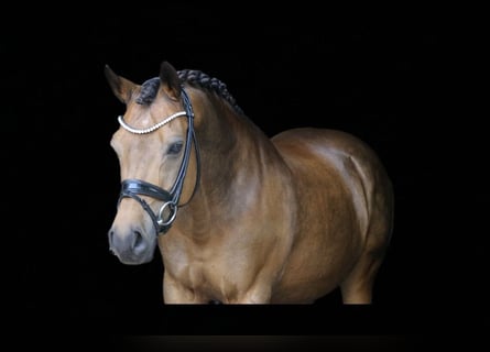 Duitse rijpony, Ruin, 14 Jaar, 148 cm, Falbe