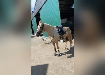 Duitse rijpony, Ruin, 15 Jaar, 144 cm, Palomino