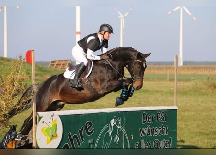 Duitse rijpony, Ruin, 15 Jaar, 148 cm, Donkerbruin
