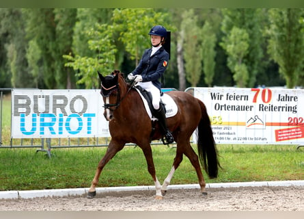 Duitse rijpony, Ruin, 15 Jaar, 148 cm, Donkere-vos